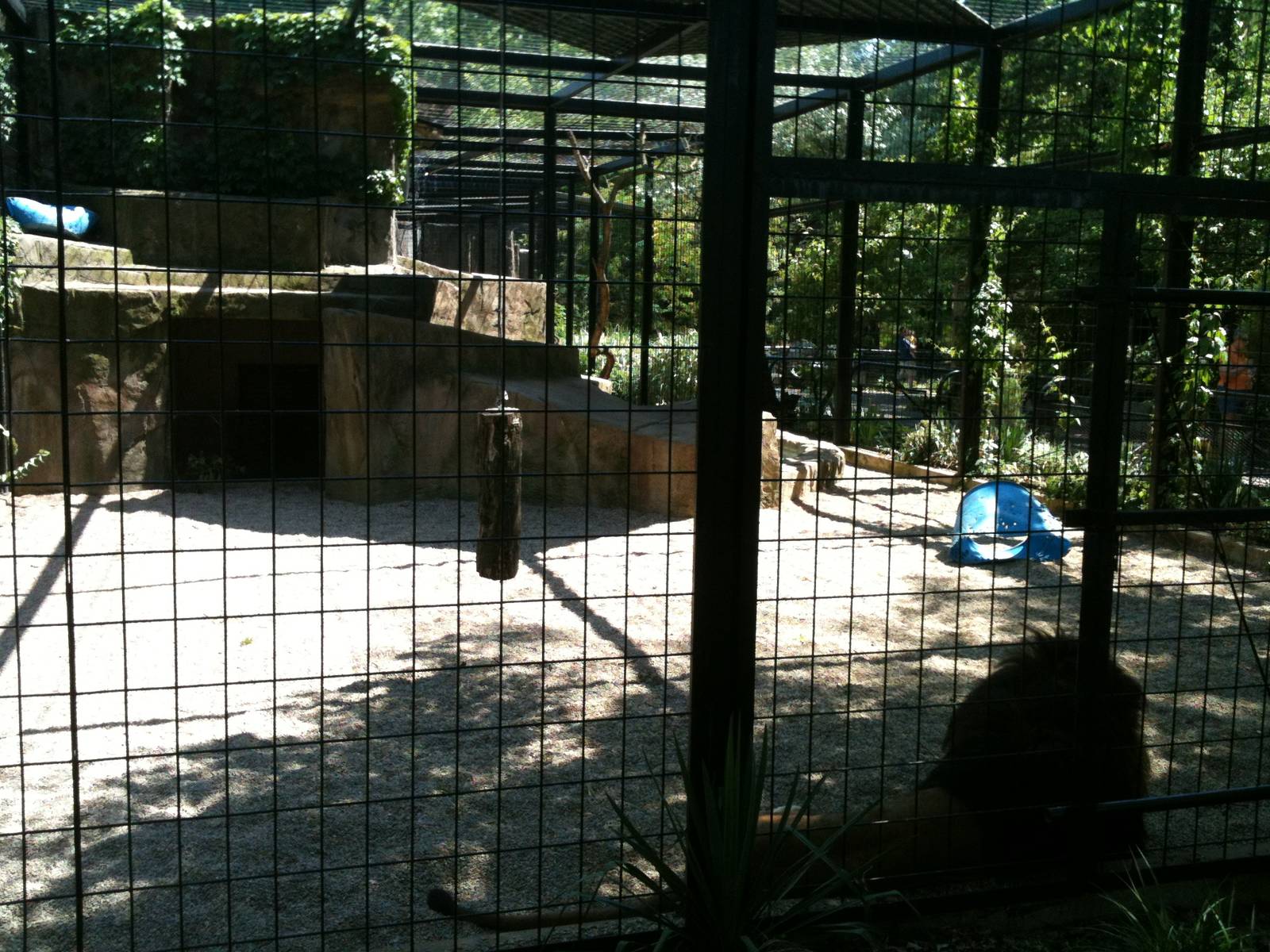 Lion Exhibit