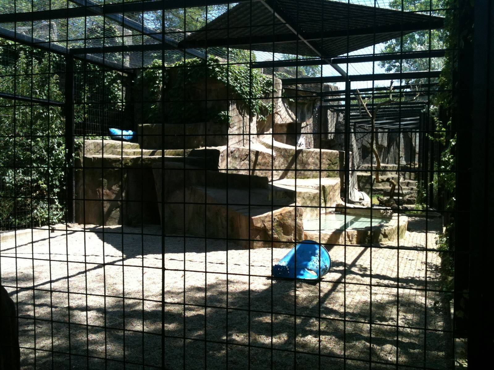 Lion Exhibit