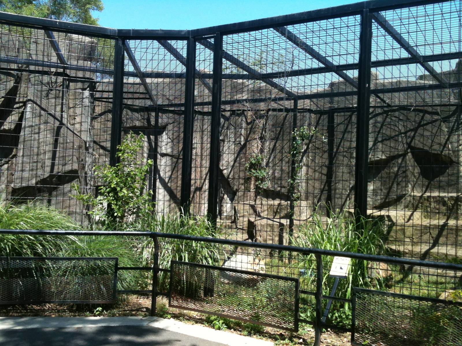 Lion Exhibit