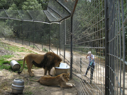 lion exhibit