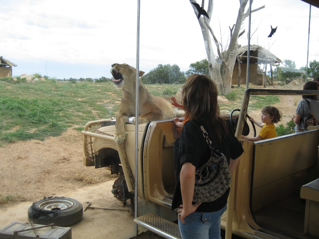 Lion exhibit