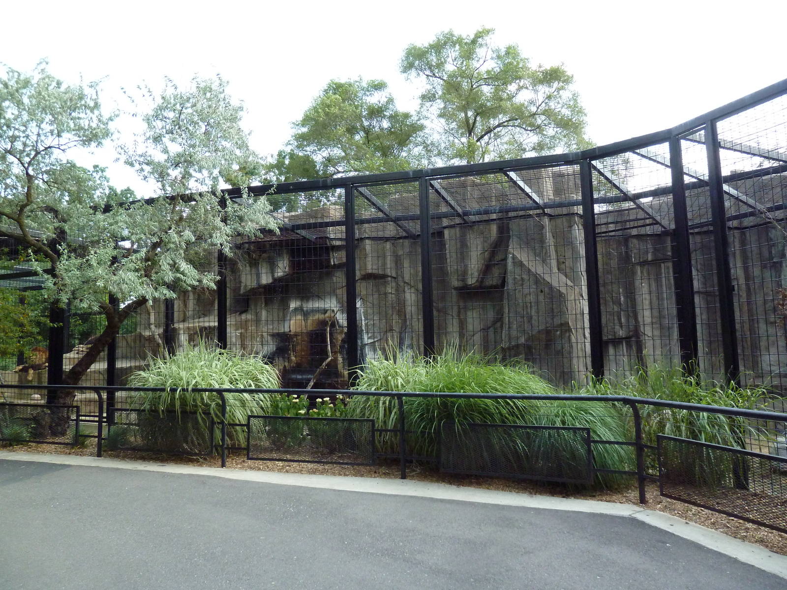 Lion Exhibit