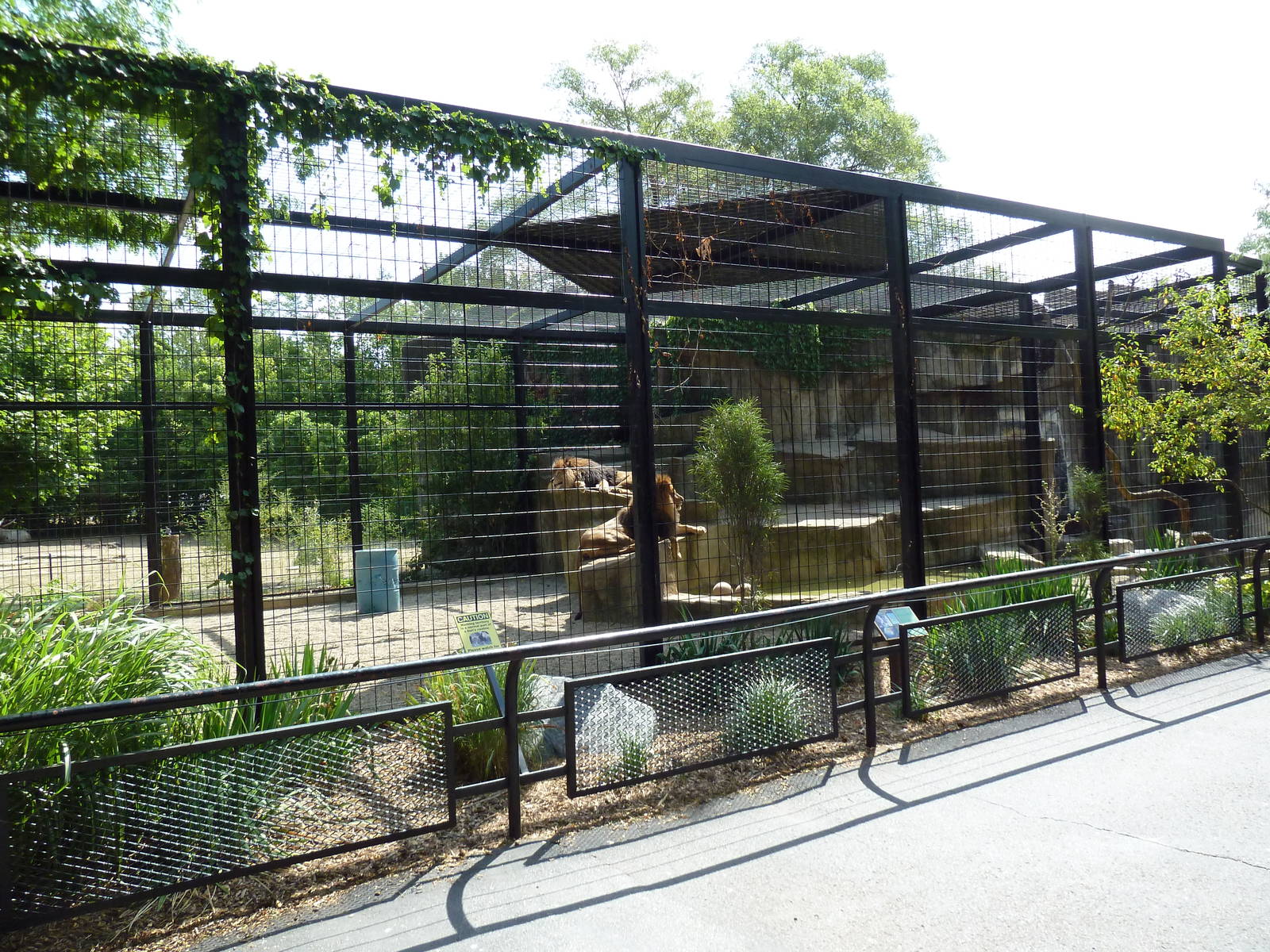 Lion Exhibit