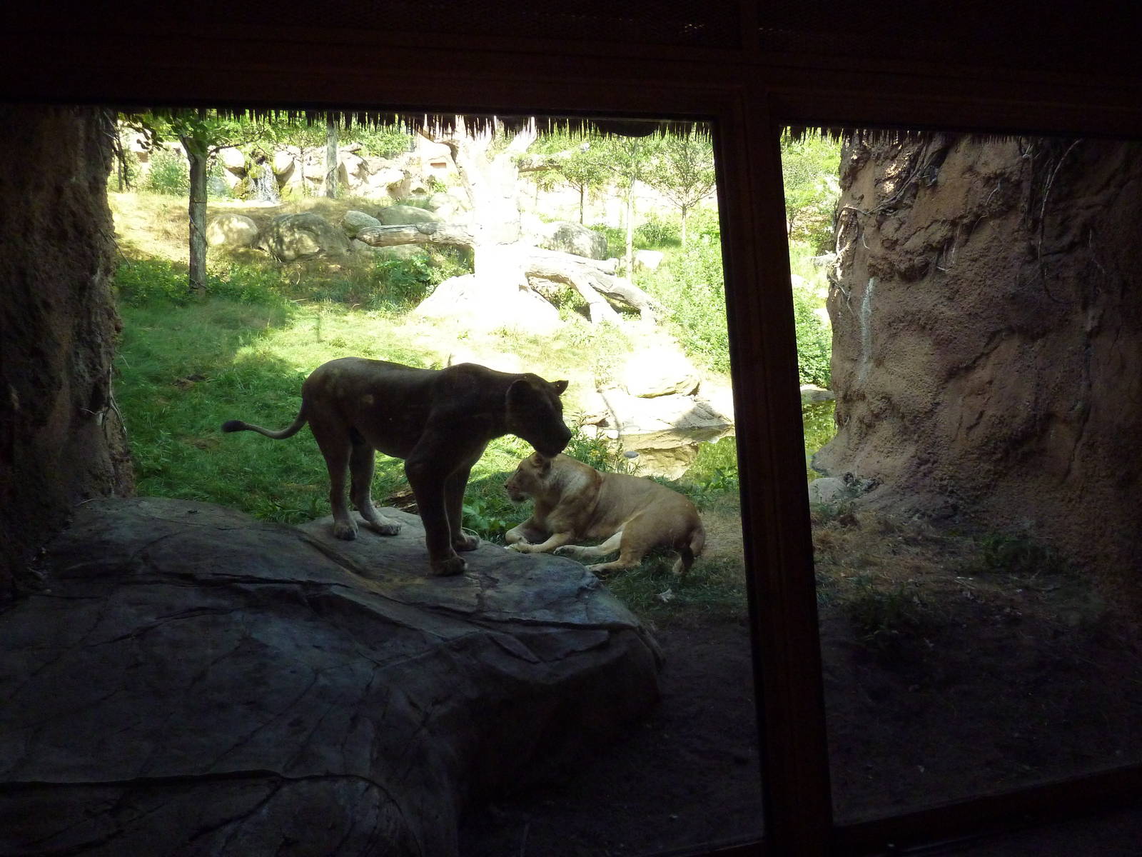 Lion Exhibit