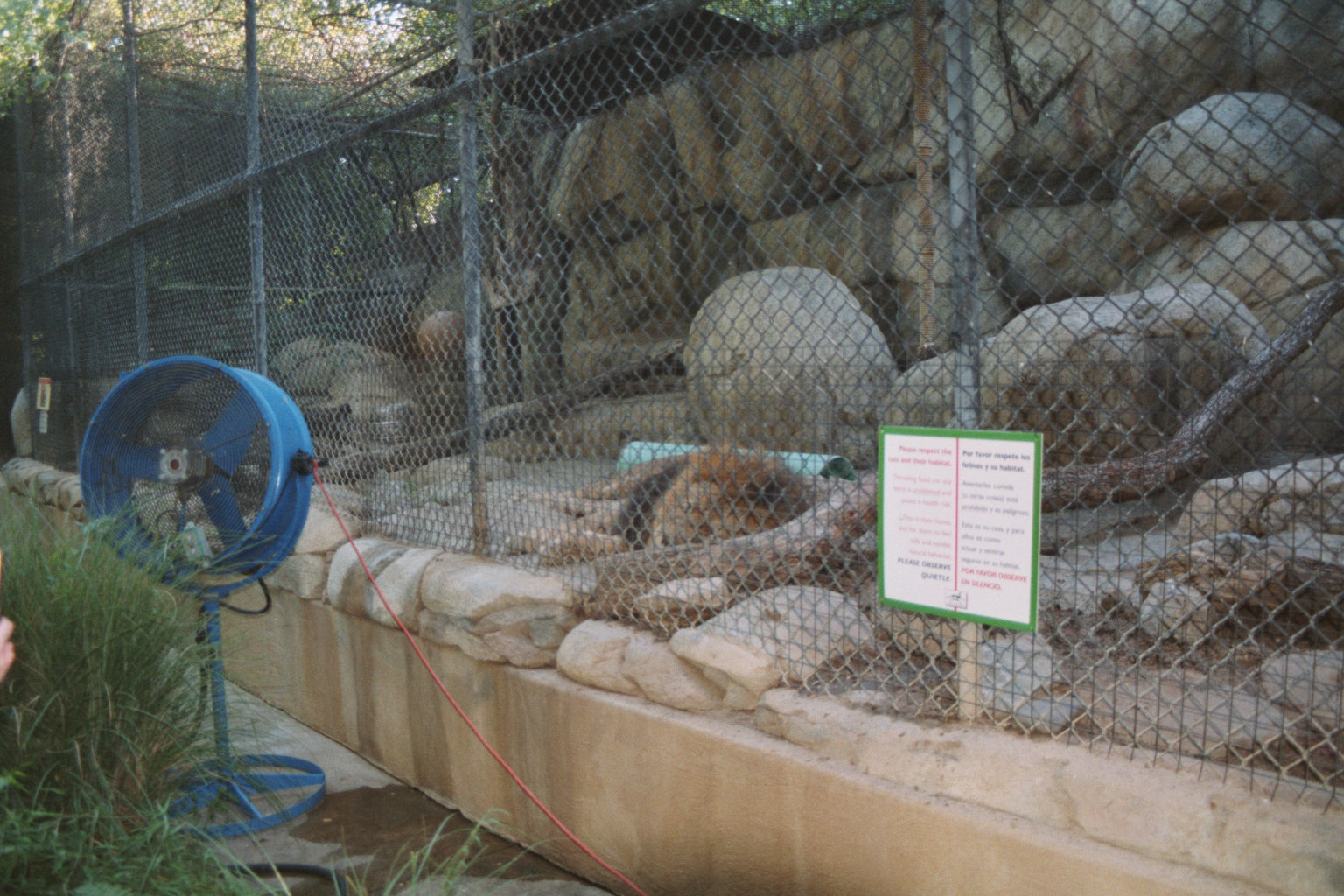 Lion Exhibit