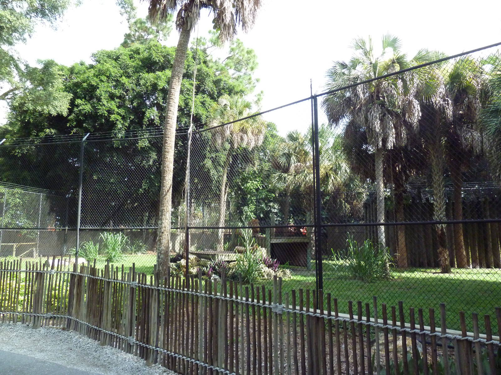 Lion Exhibit
