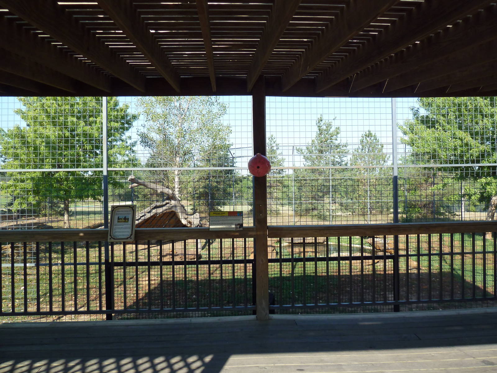 Lion Exhibit