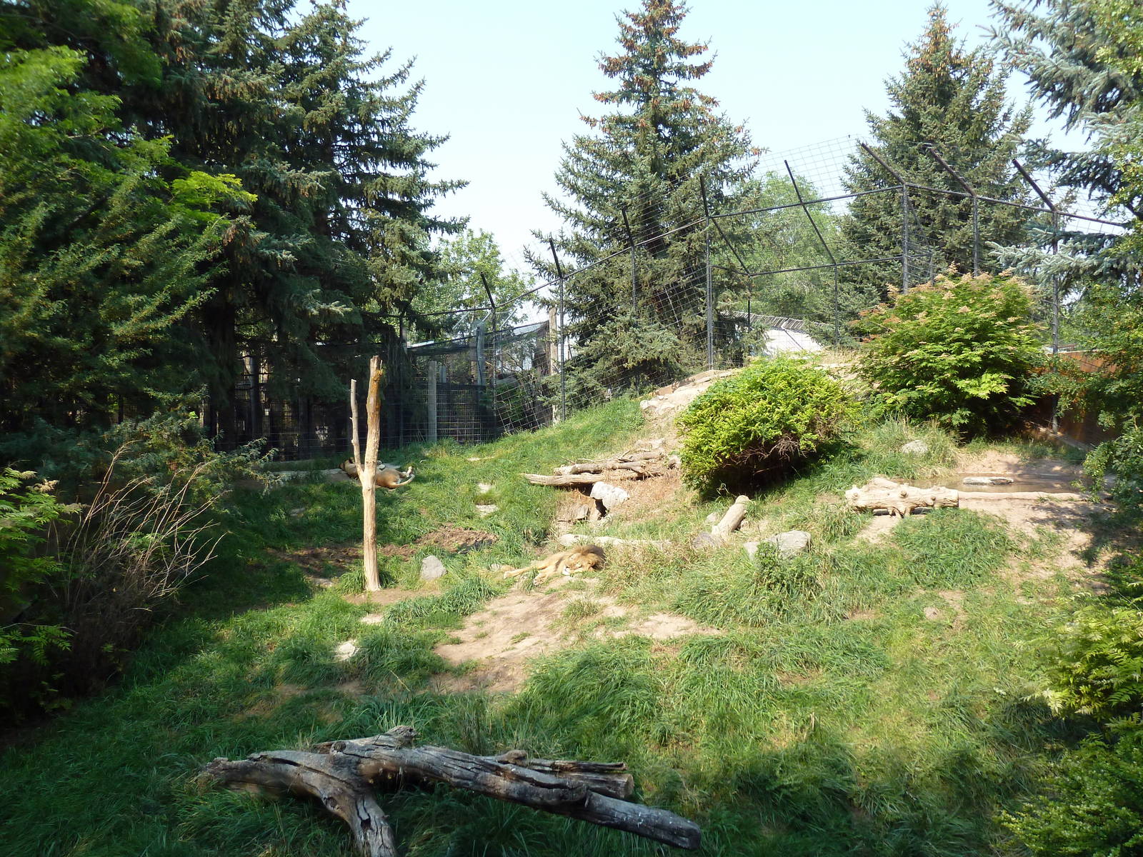 Lion Exhibit
