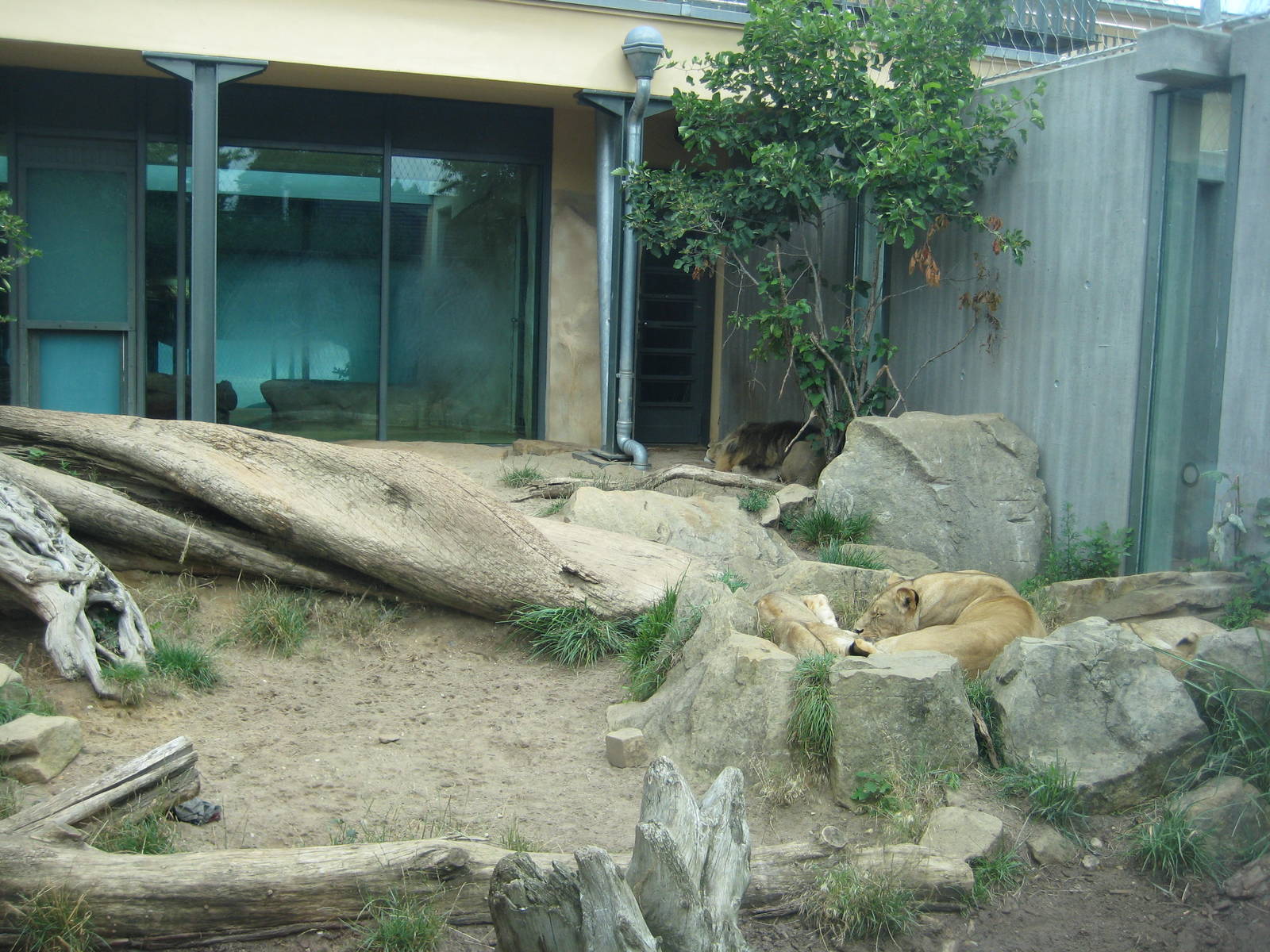 Lion Exhibit