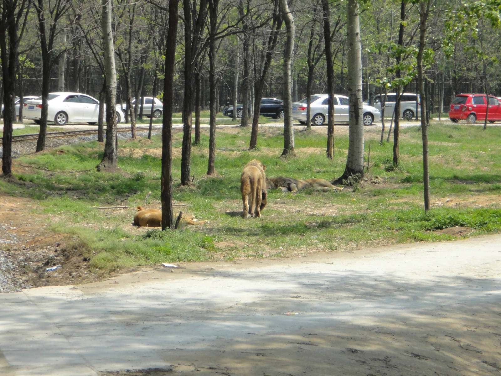 Lion exhibit