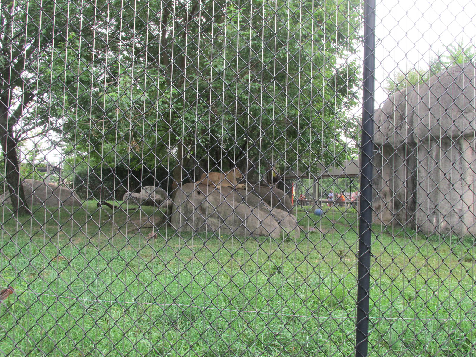 Lion Exhibit