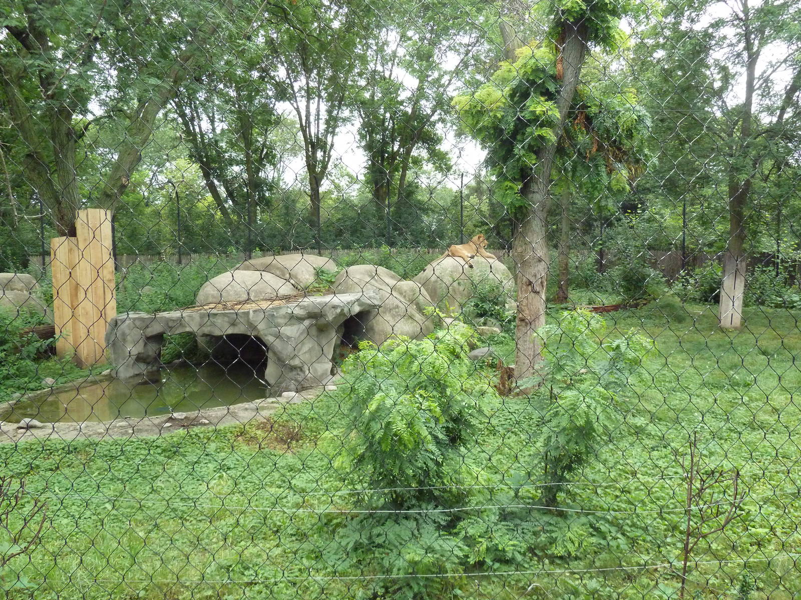 Lion Exhibit