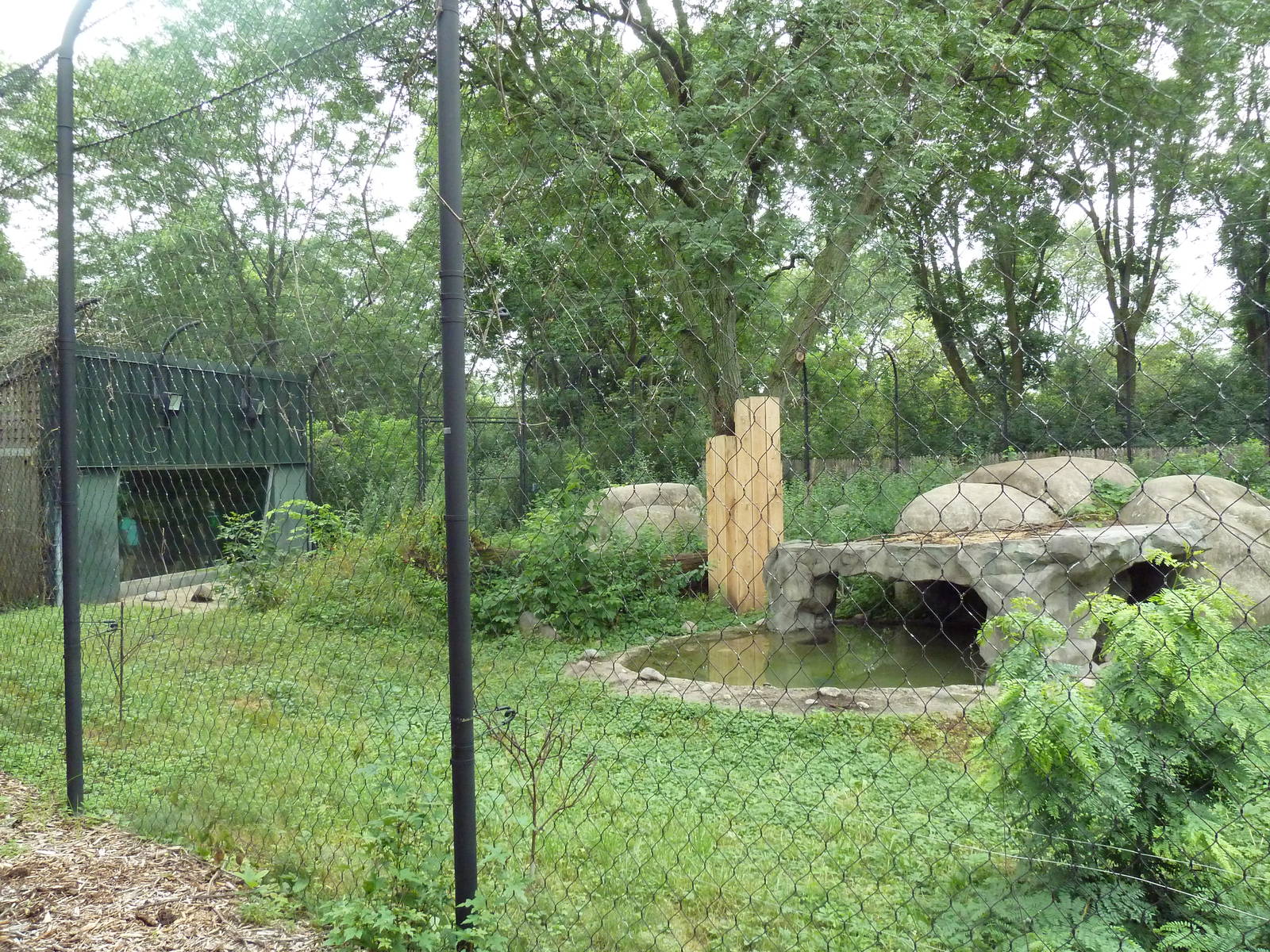 Lion Exhibit