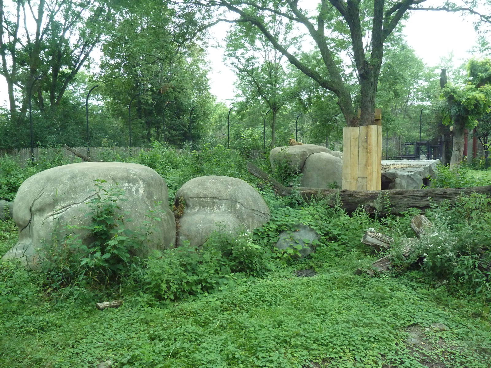Lion Exhibit
