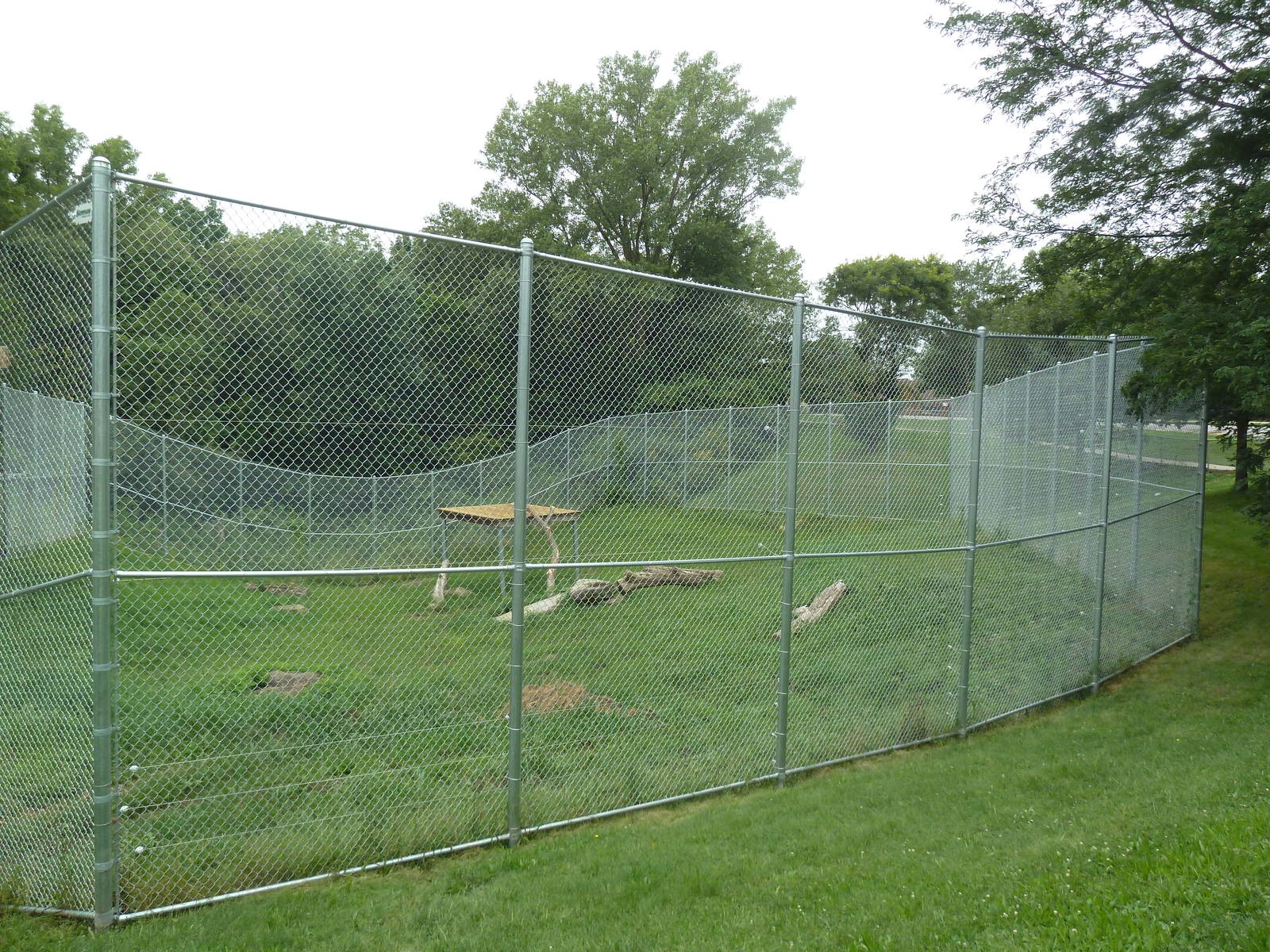 Lion Exhibit