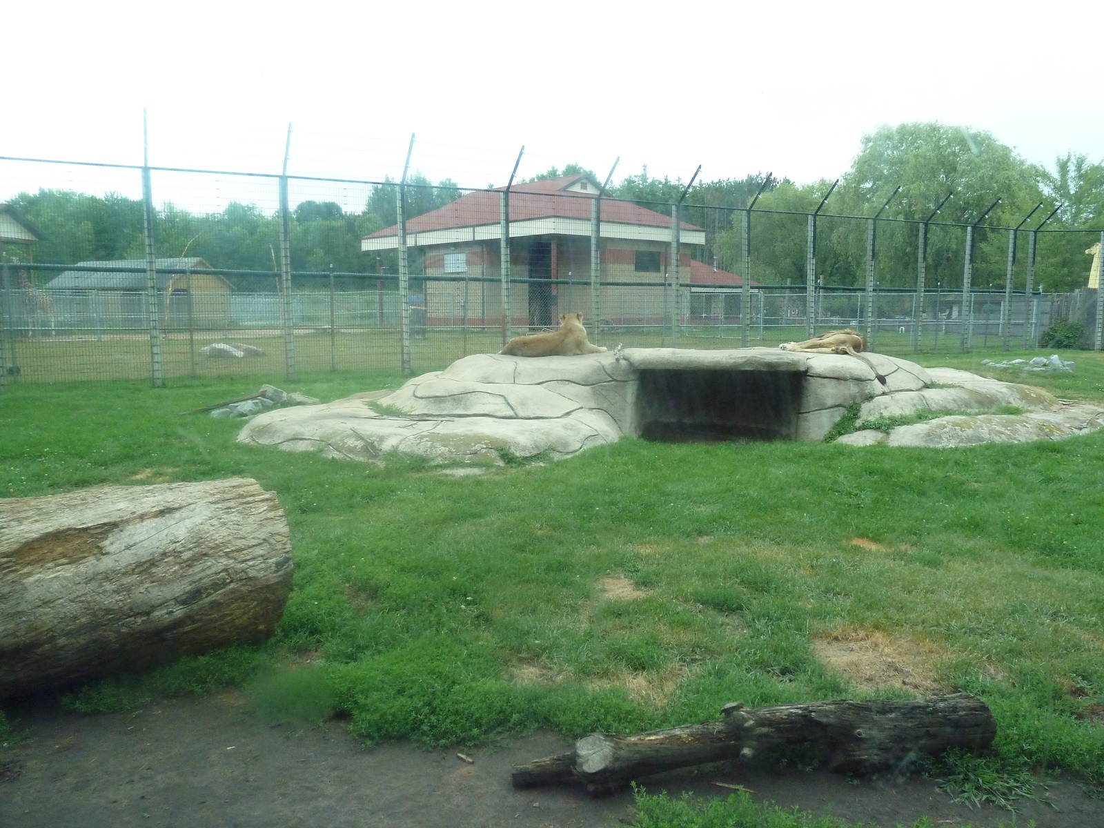 Lion Exhibit