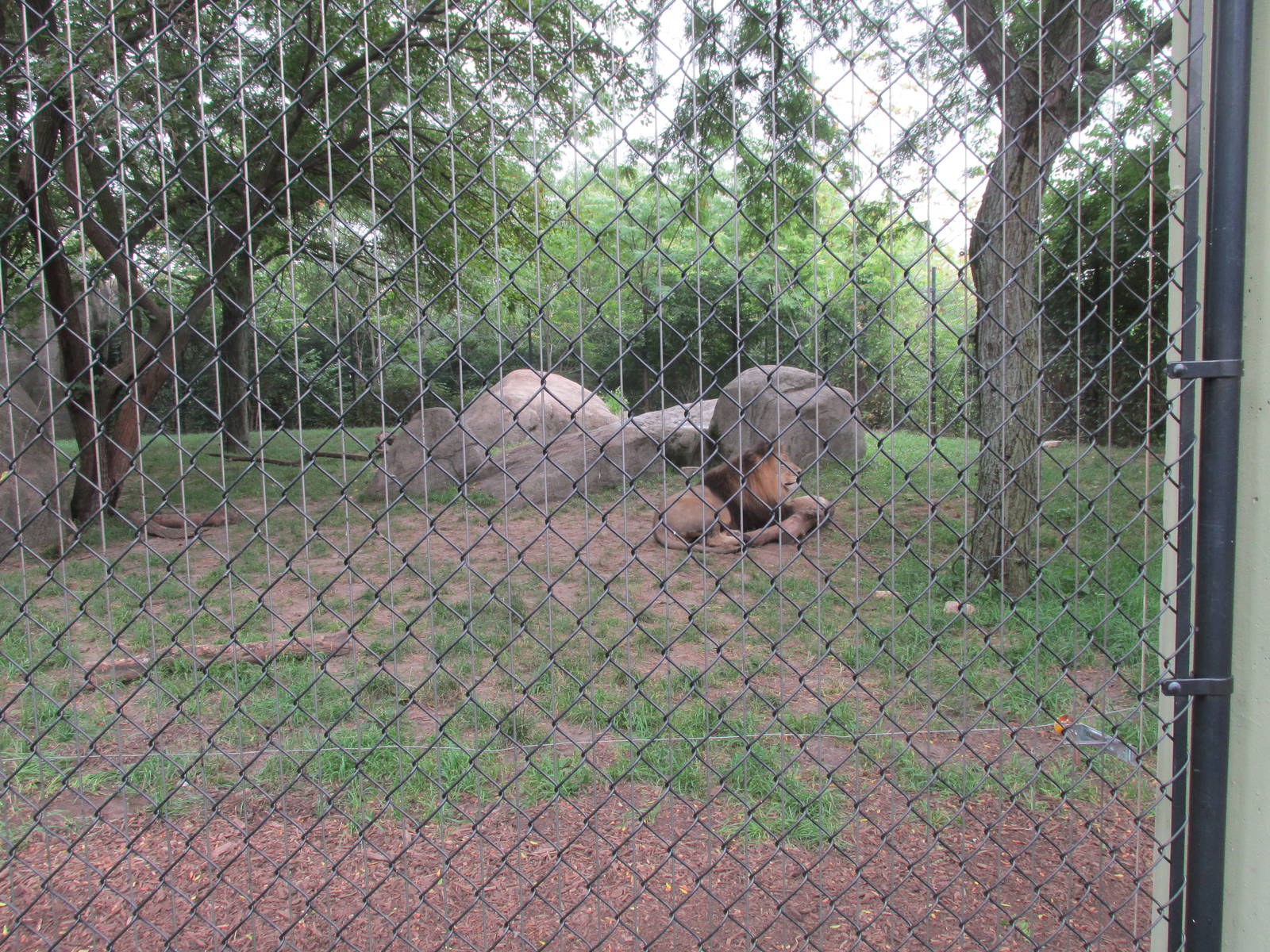 Lion Exhibit