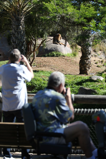 lion exhibit