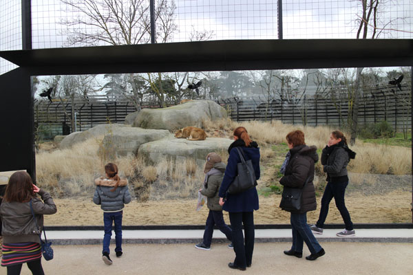 lion exhibit