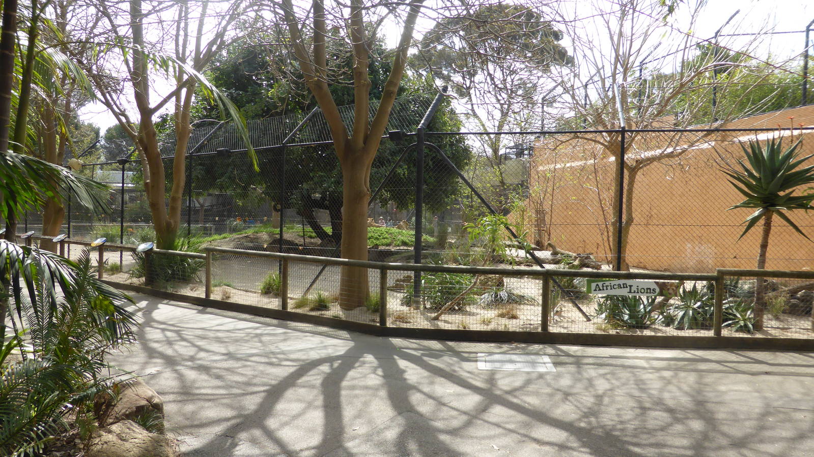 Lion exhibit