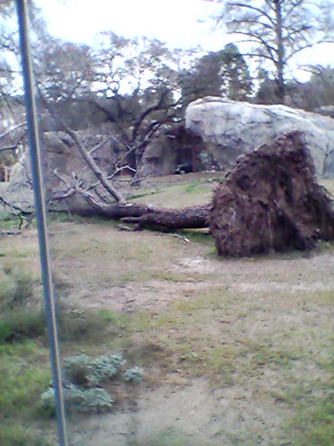 Lion exhibit