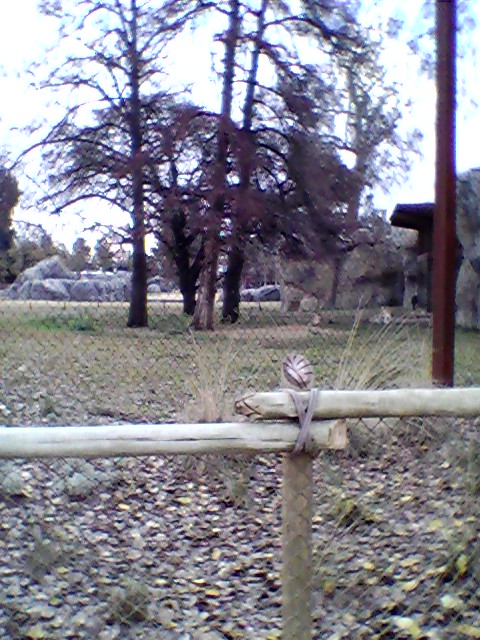 Lion exhibit