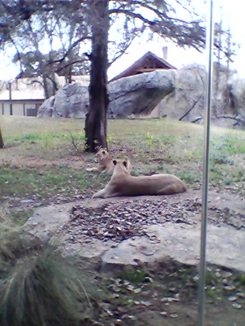 Lion exhibit