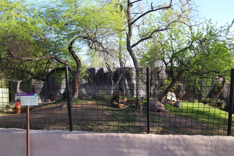 lion exhibit