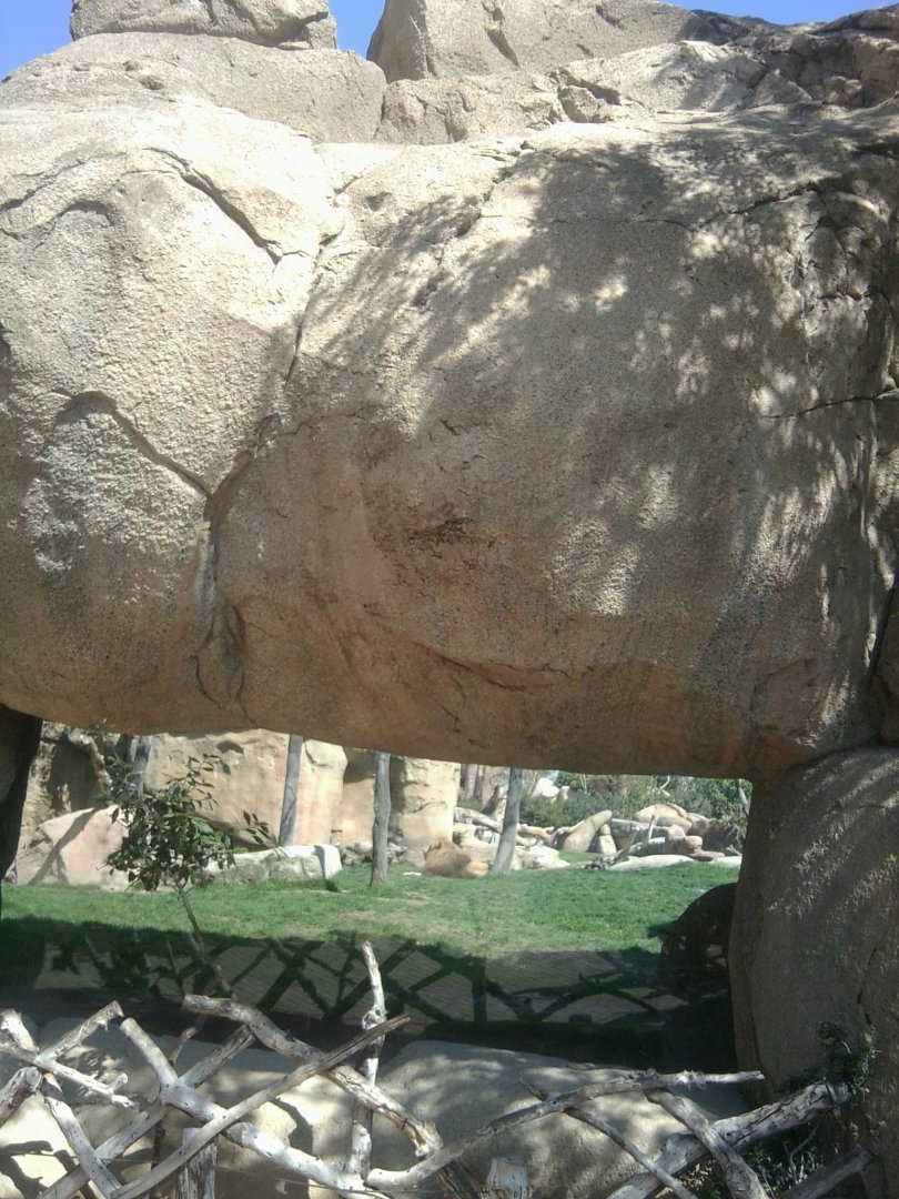 Lion exhibit