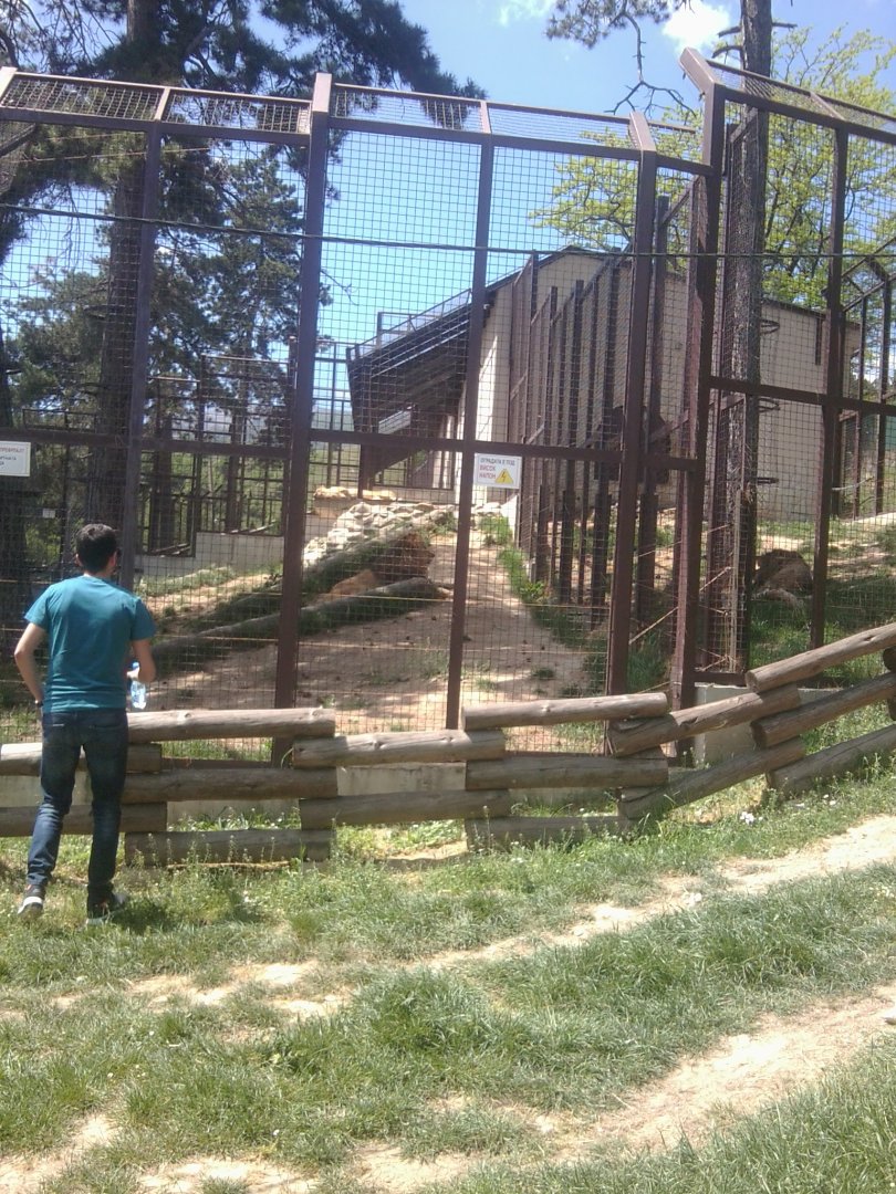 Lion exhibit