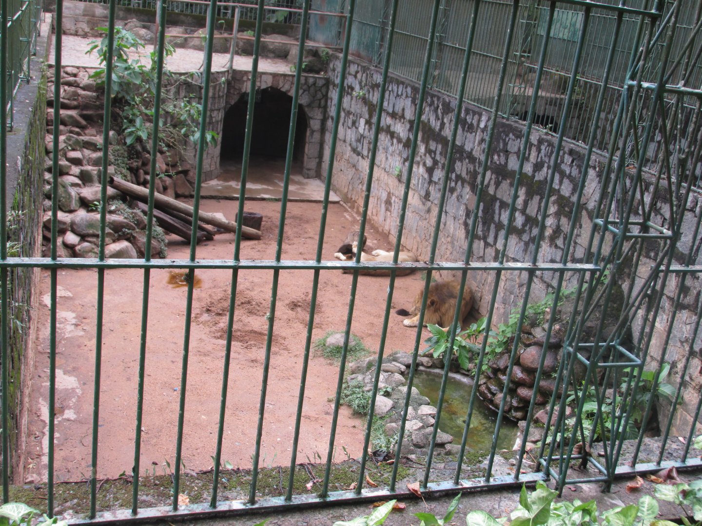 lion exhibit