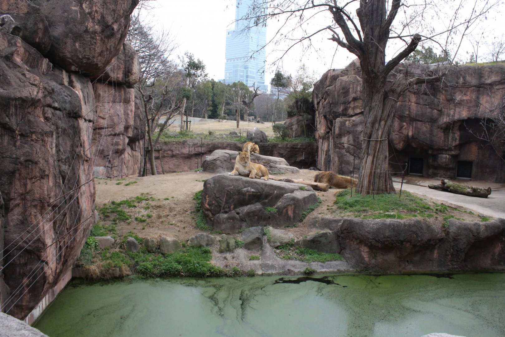 Lion exhibit