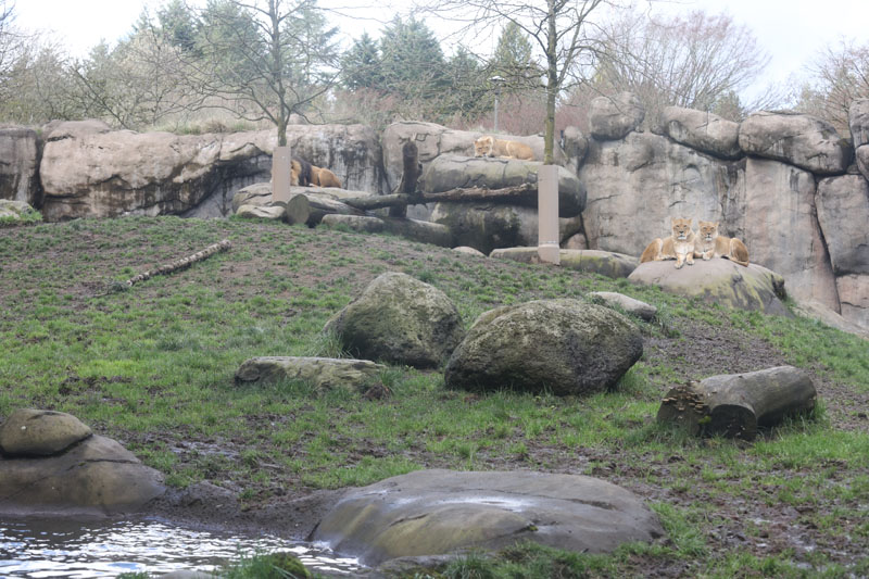 lion exhibit