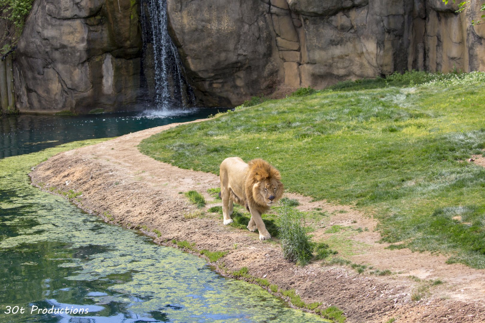 Lion exhibit