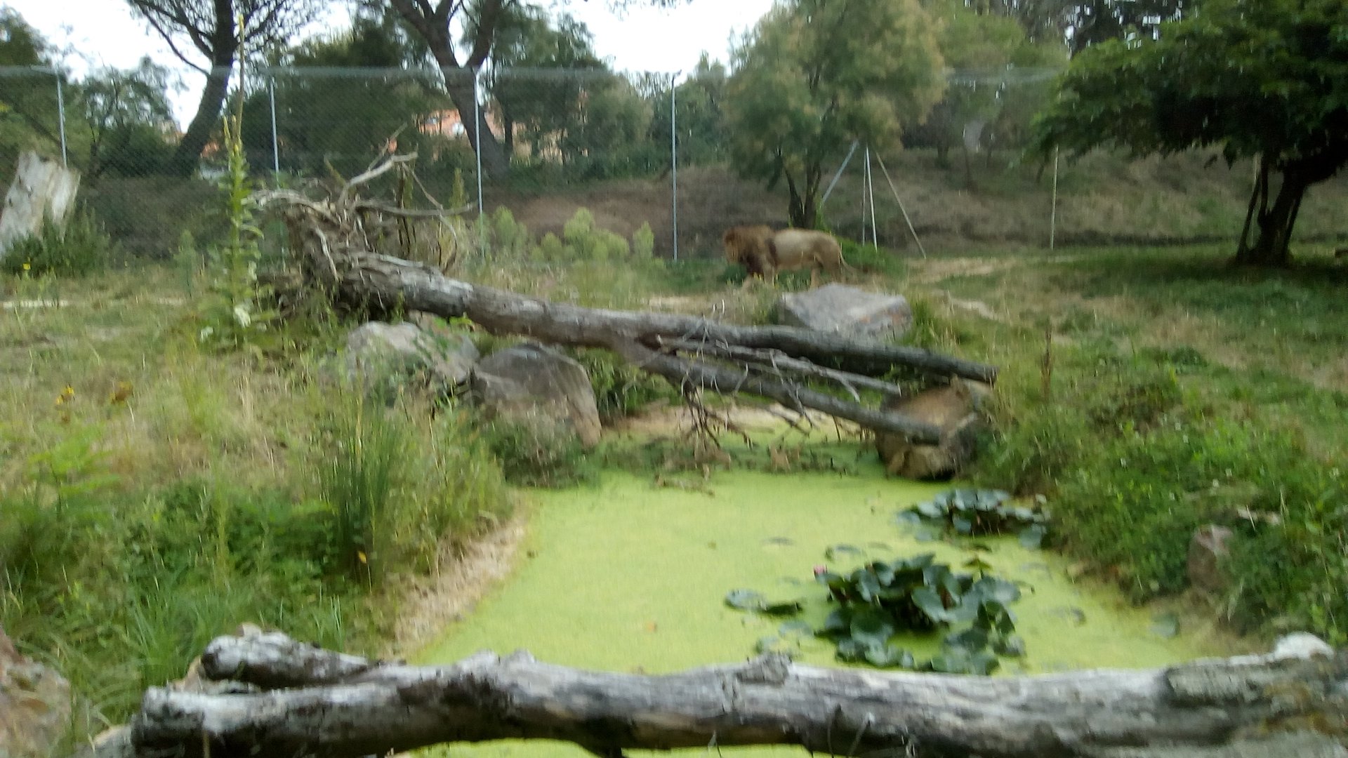 Lion Exhibit