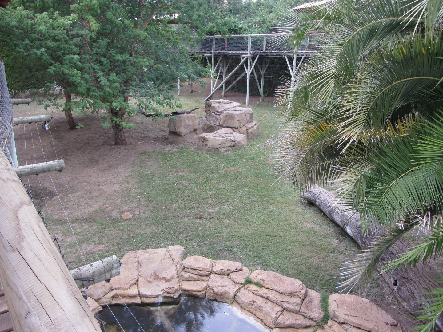 Lion Exhibit