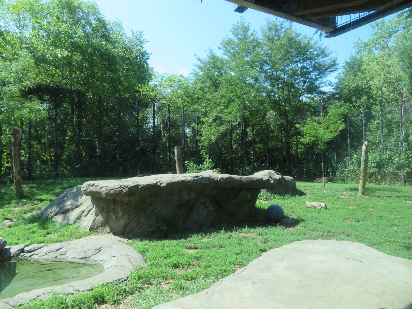 Lion Exhibit