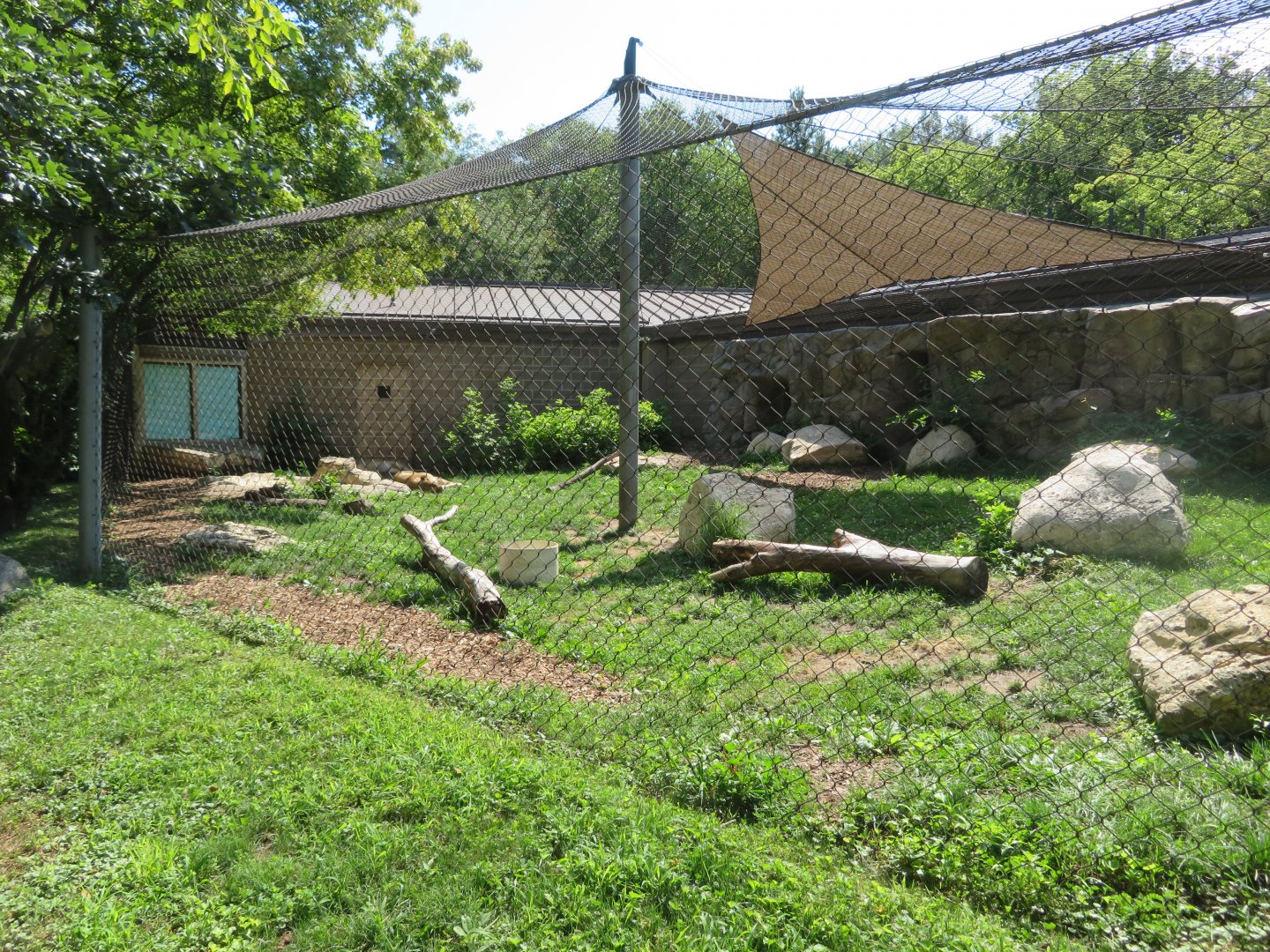 Lion Exhibit