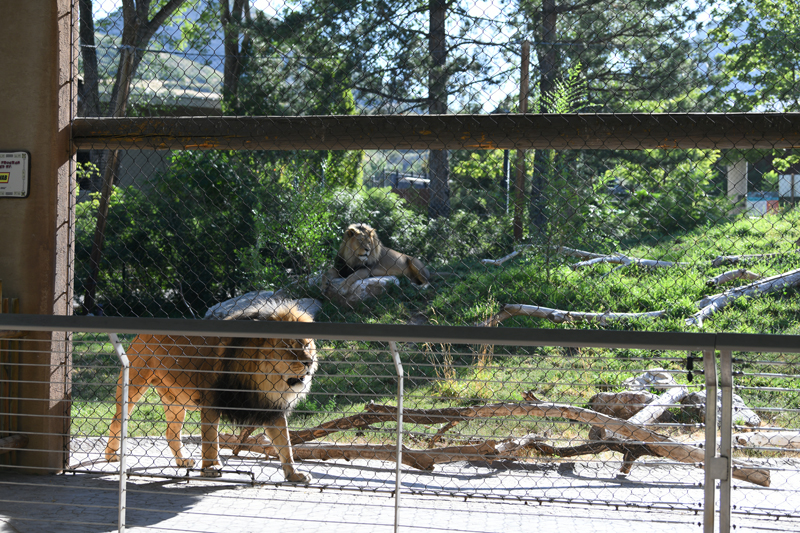 lion exhibit