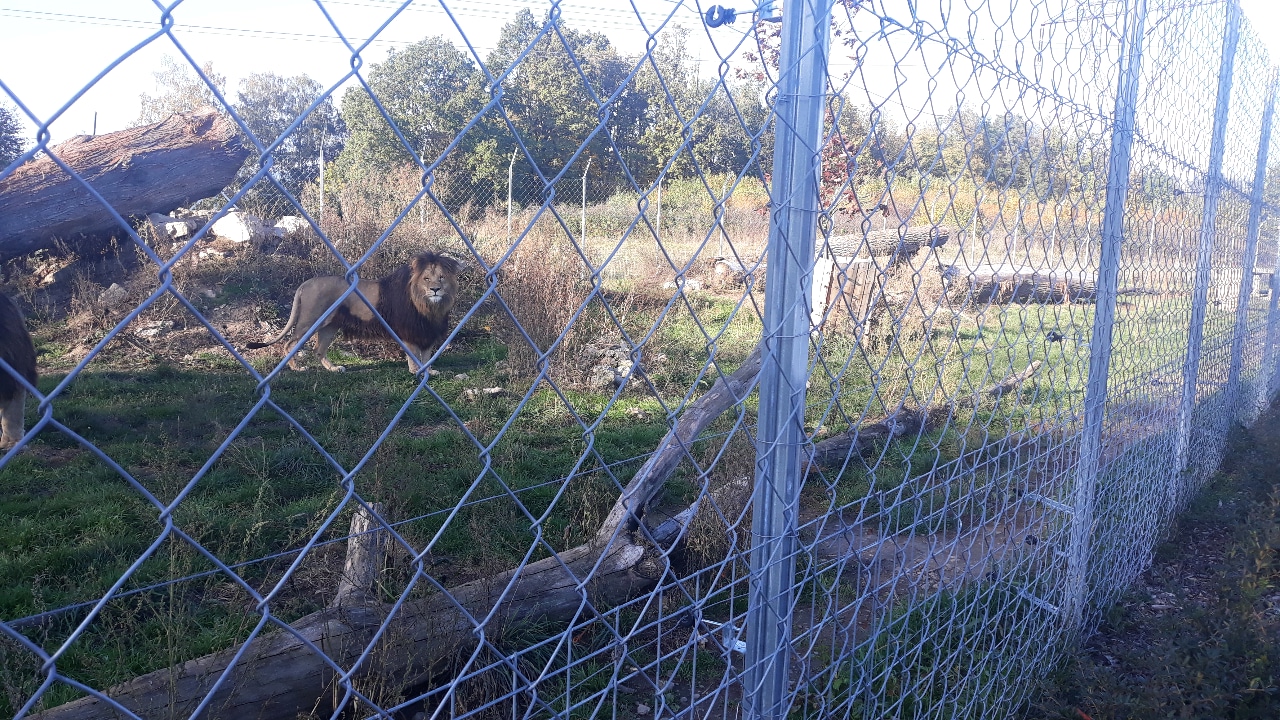 Lion exhibit