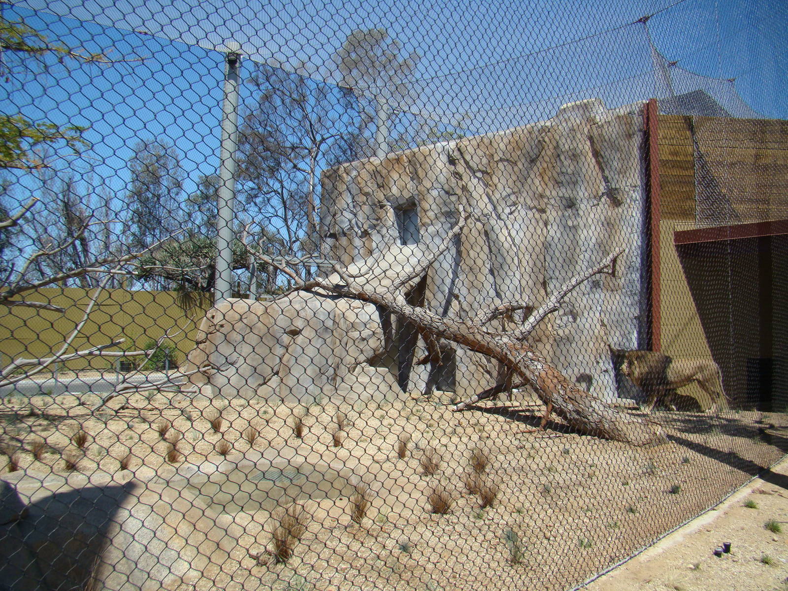 Lion exhibit