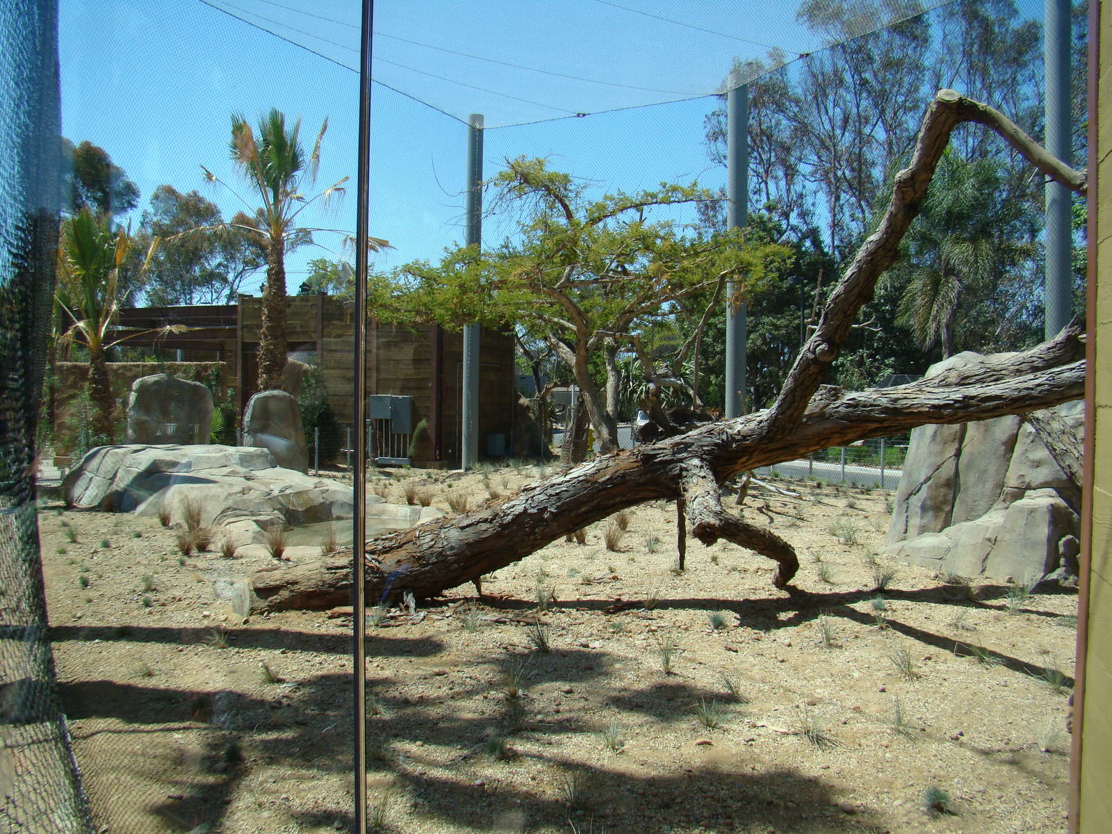 Lion exhibit