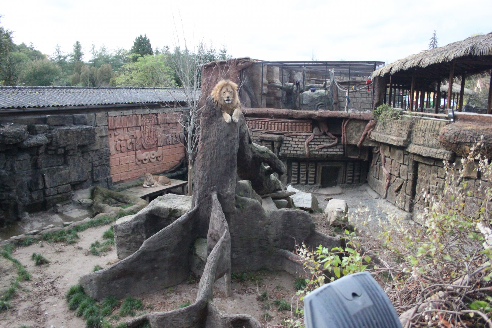 Lion exhibit