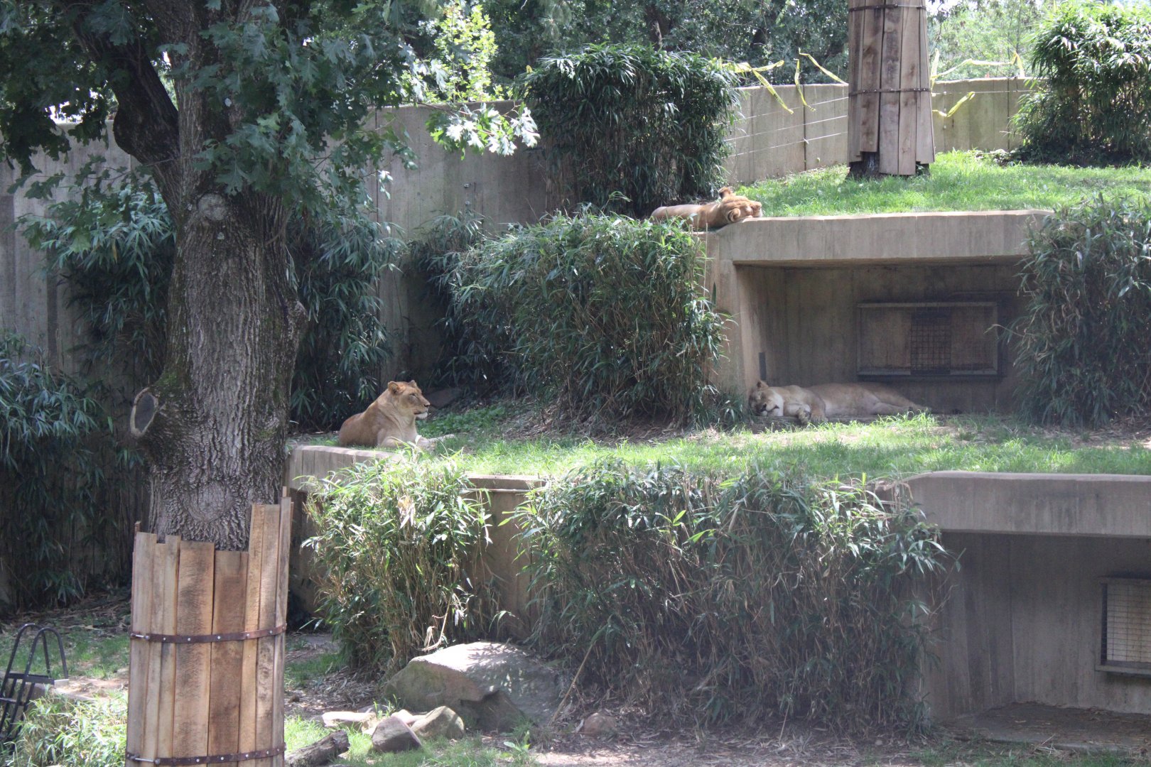 Lion Exhibit
