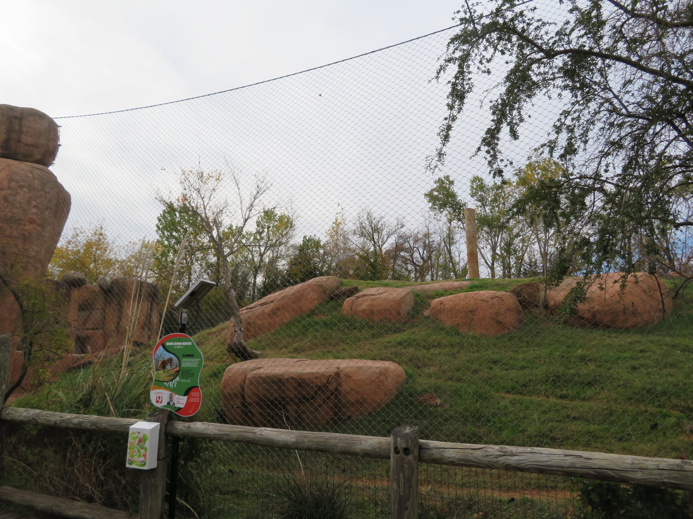 Lion Exhibit