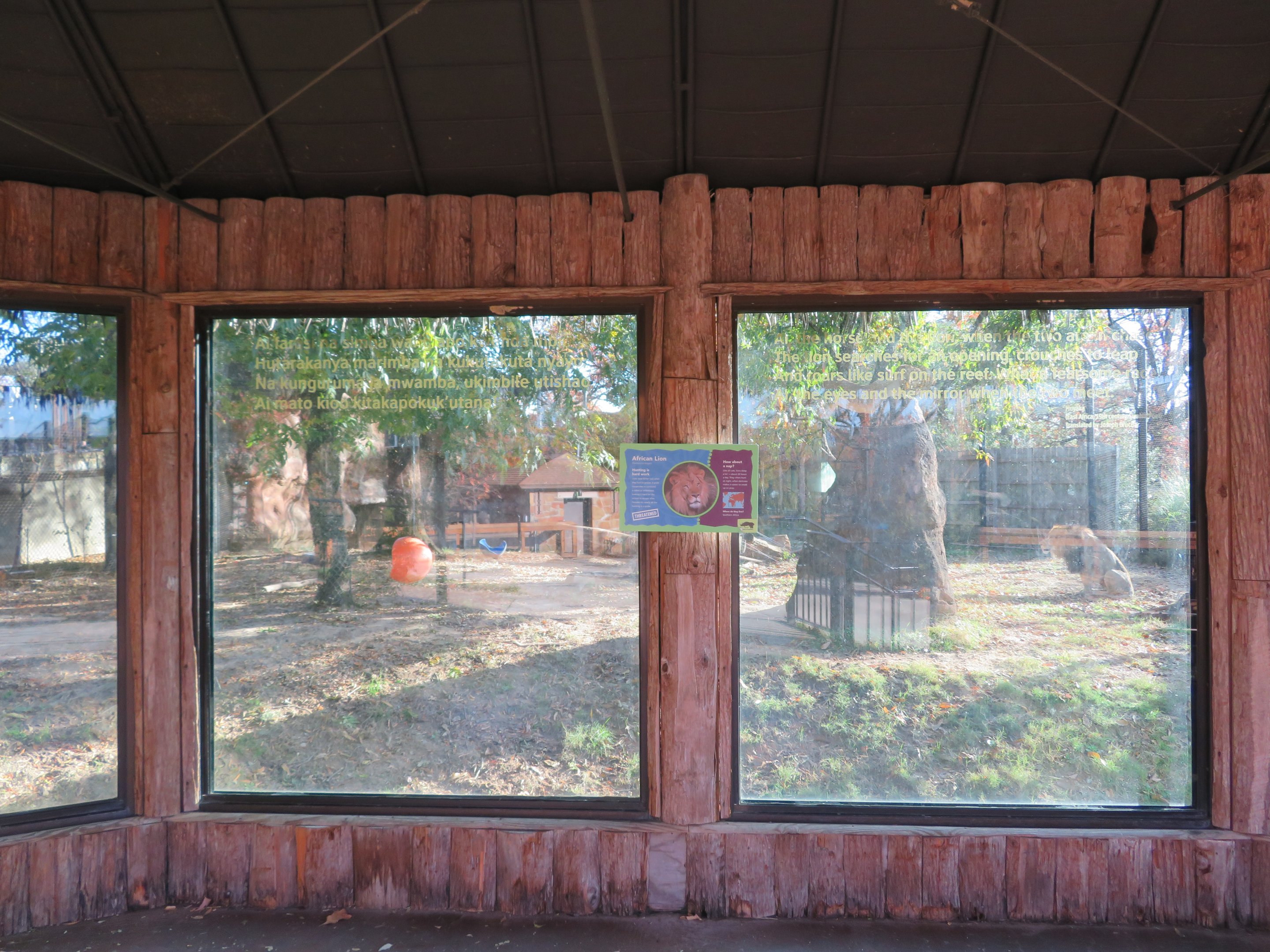 Lion Exhibit