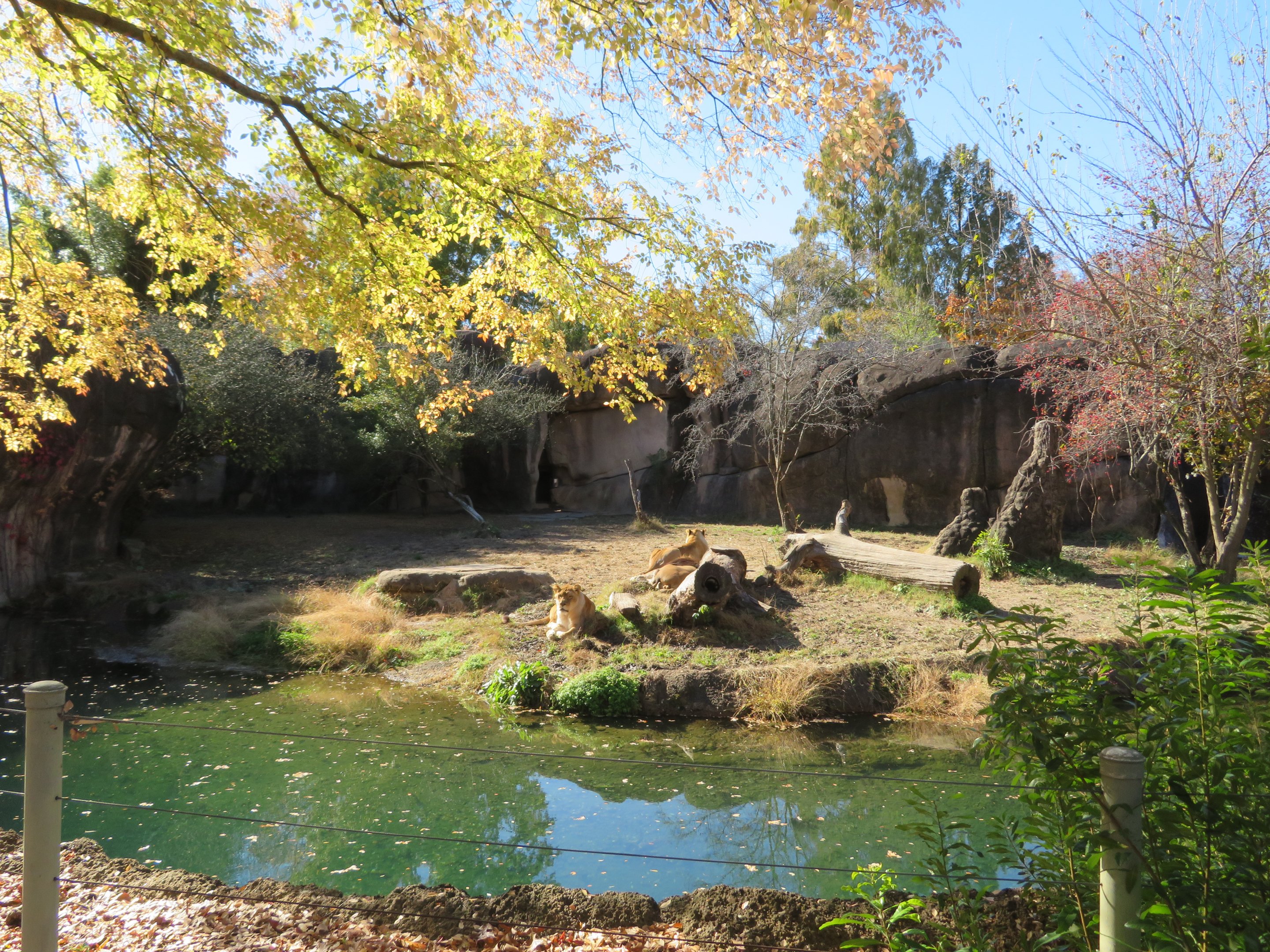Lion Exhibit