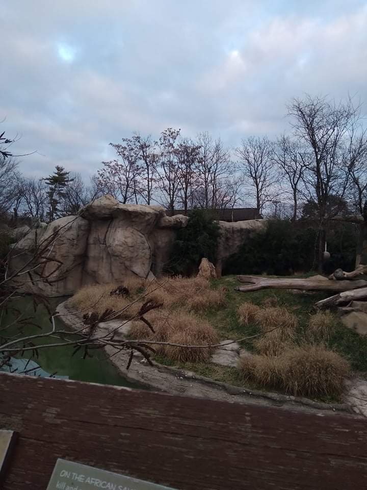 Lion exhibit