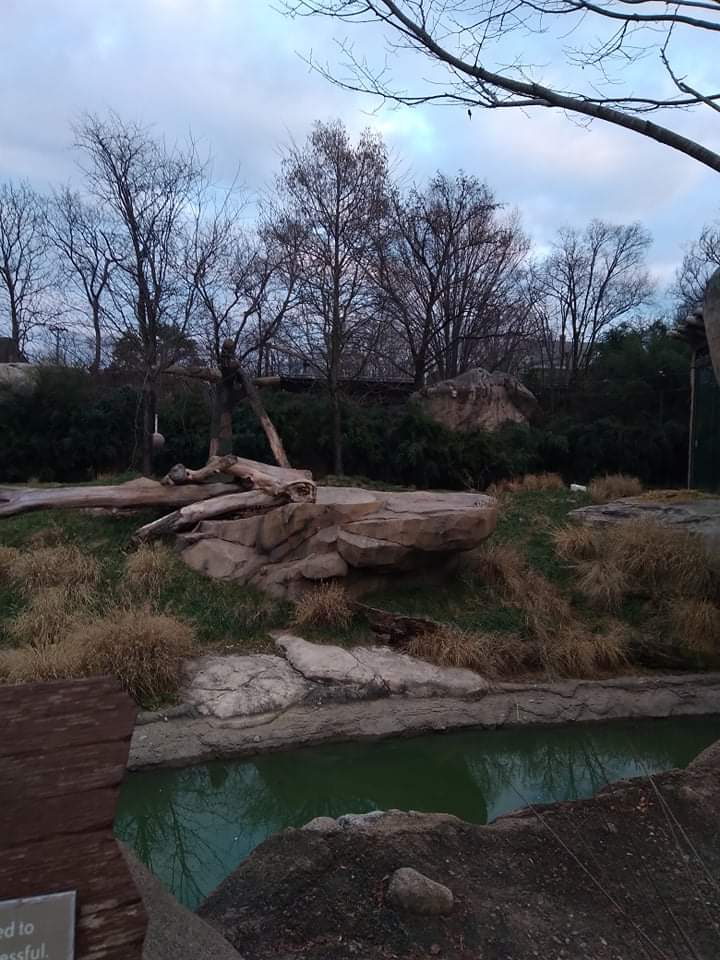 Lion exhibit