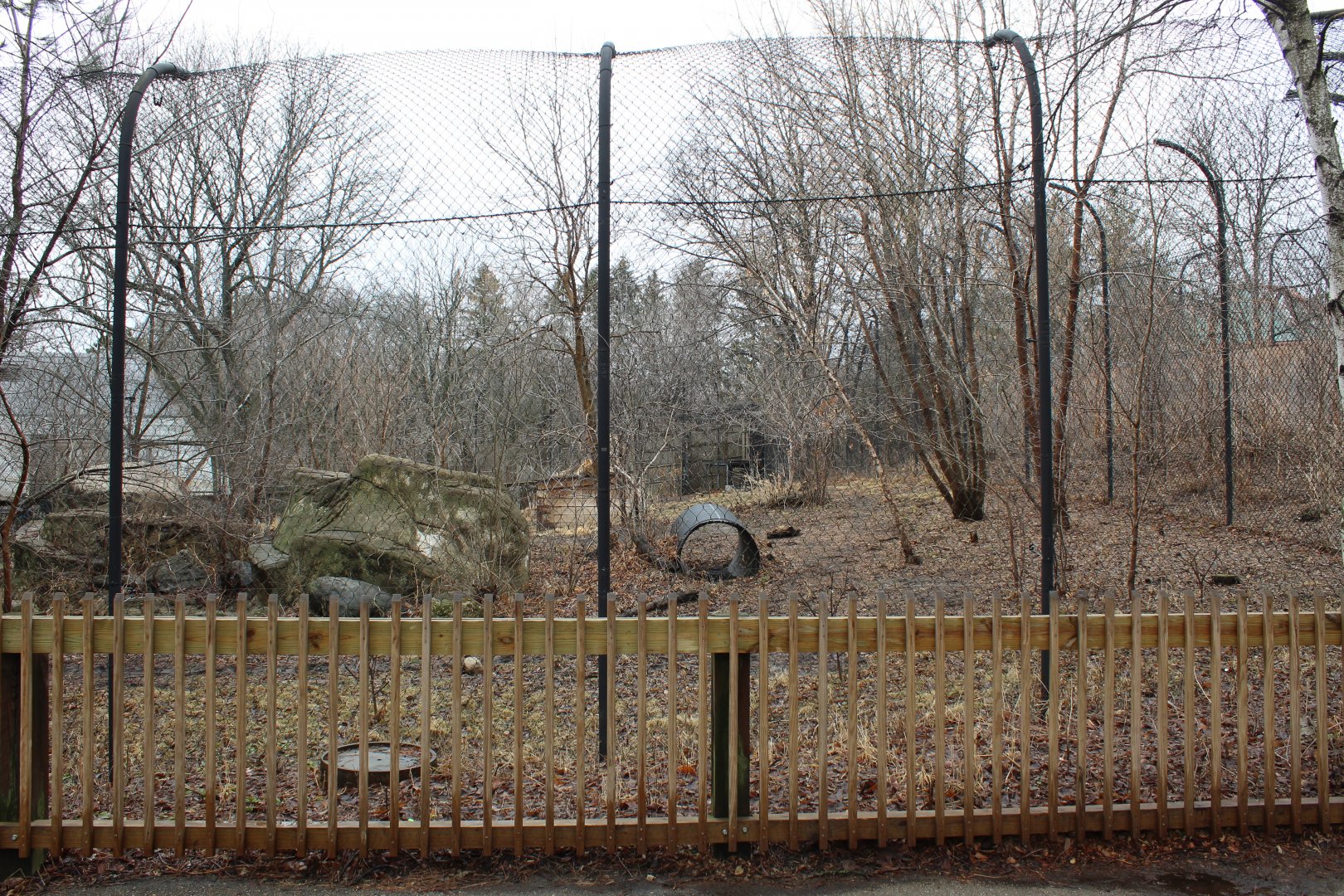 Lion Exhibit